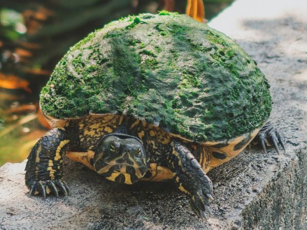 A turtle with a moss-covered shell sits on a concrete surface, surrounded by lush greenery in the background.