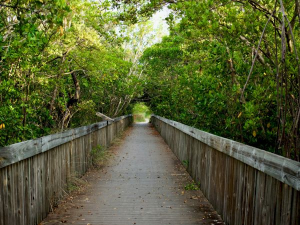 A wooden boardwalk surrounded by lush green foliage, creating a natural tunnel effect through the trees, leading into the distance.