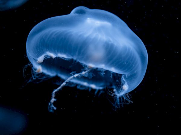 The image shows a translucent jellyfish with a bluish glow floating in dark water, showcasing its delicate, umbrella-shaped body and trailing tentacles.